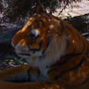 Meet your Posher, Lily